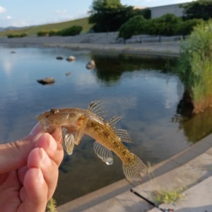 ハゼ