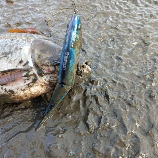 ジョイクロナイス❢　鮒も釣れた。