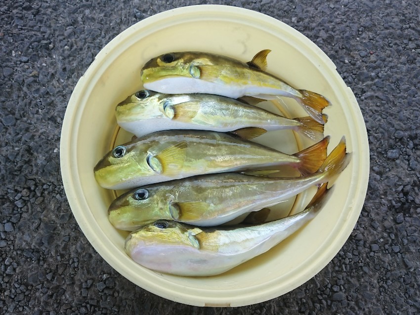 初秋の湾フグ釣り(2019年9月2日)