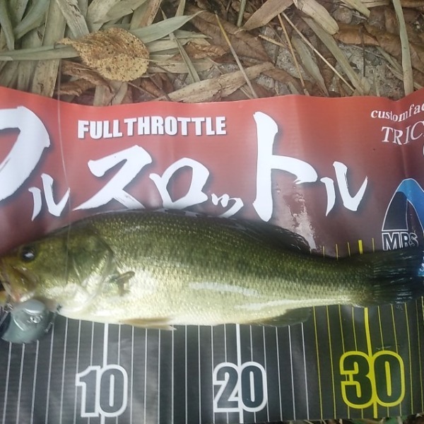 ショアラインながしたら釣れました。フッキングもばっちり！