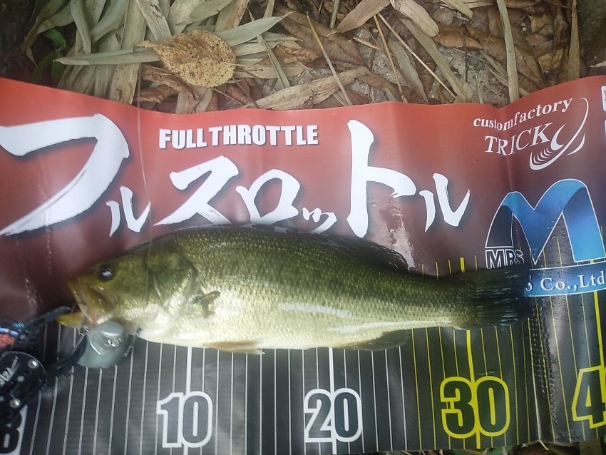 ショアラインながしたら釣れました。フッキングもばっちり！