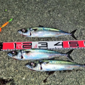 八丈島 夜のサバ釣り 現況調査に行ってきました!