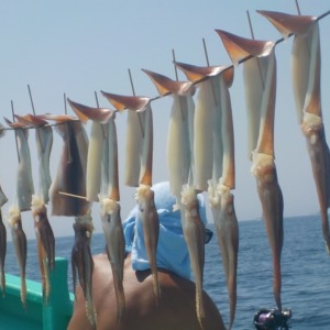 するめいか　41杯 ３５～５０ｃｍ
