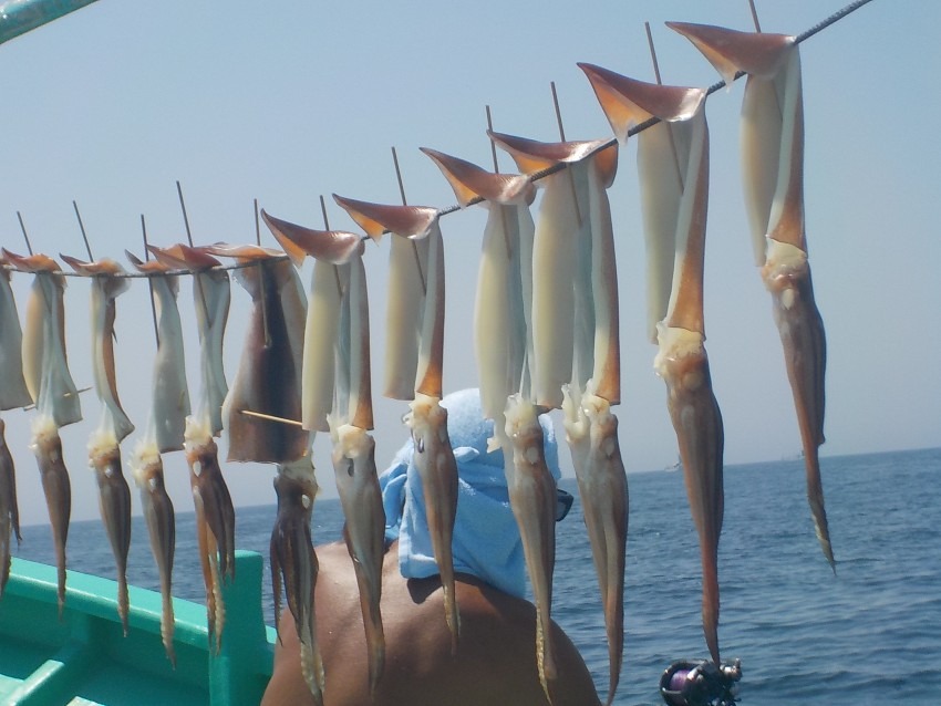 するめいか　41杯 ３５～５０ｃｍ
