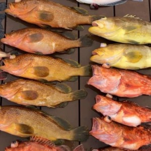 マリーナ萩です。色々な魚種が釣れてます。