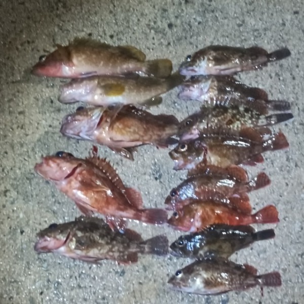 夜釣り