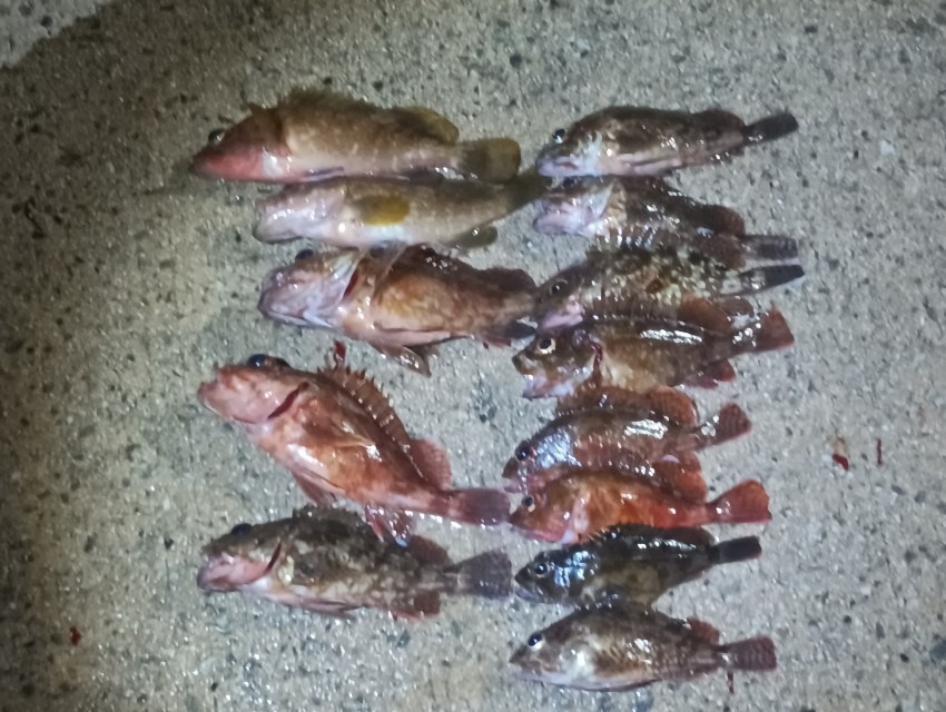 夜釣り