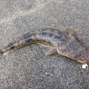 越冬マゴチ❗️