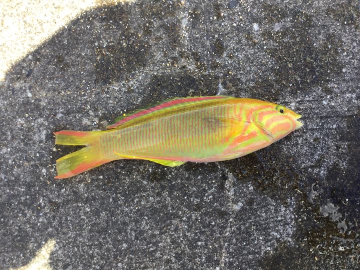 奄美大島のカラフルな熱帯魚をワゲット‼︎