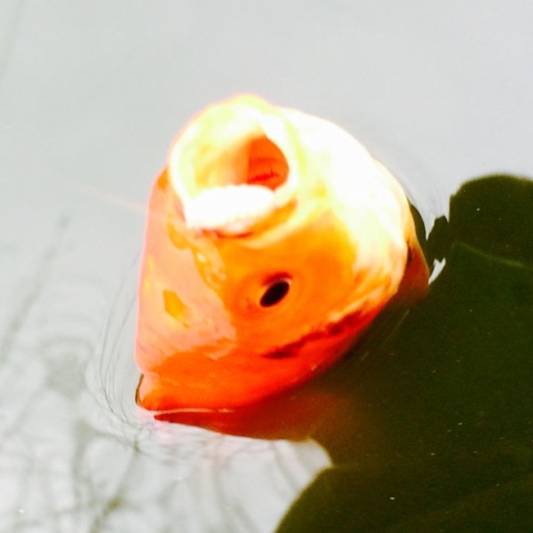 THE 金魚@浮間つり堀公園
