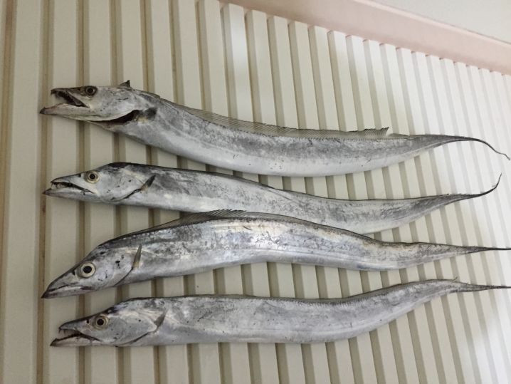 六甲アイランド 太刀魚