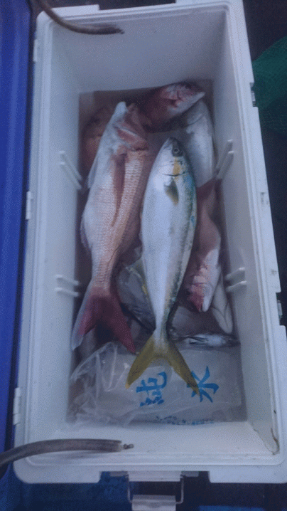 釣果１２月３日　ヒラマサ２本 真鯛６５センチまで７枚 ウマズラ２枚 イシダイ３枚