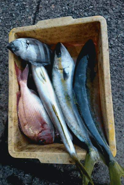 釣り１１月１８日　ヒラマサ３本 真鯛３枚（放流２枚） イシダイ１枚