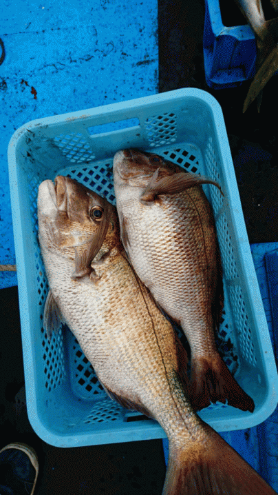 ８月１１日釣り　真鯛７０センチまで３枚 グレ１枚、イシダイ１枚