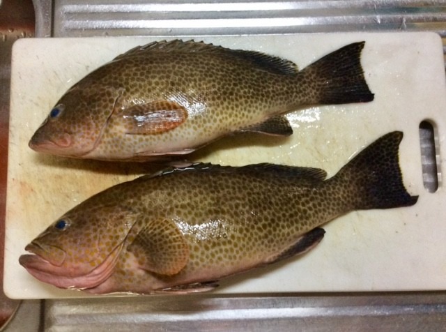 メイチダイですよね？