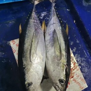 海釣り用の釣り針を選ぶ際に注意したいポイント
