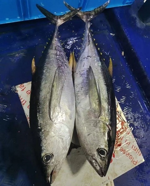 海釣り用の釣り針を選ぶ際に注意したいポイント