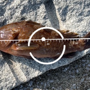 貧乏釣り