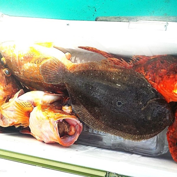 根魚1匹　ヒラメ1匹　カサゴ6匹