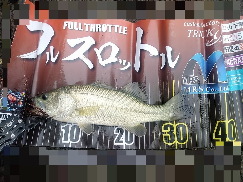 今流行のリグ！ウンポコで釣れました！