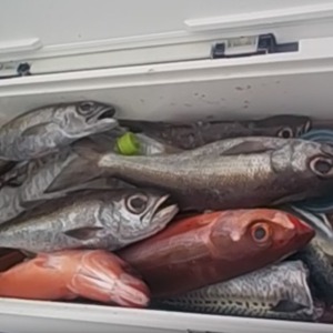 ムツ　根魚　クーラー満タン