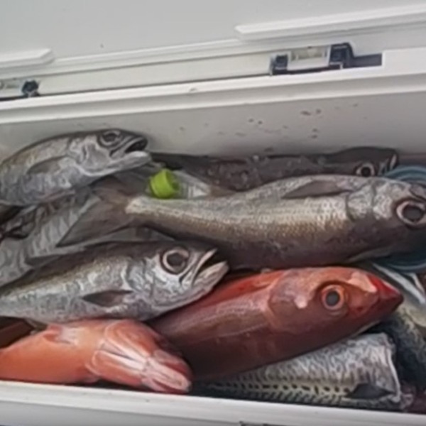 ムツ　根魚　クーラー満タン