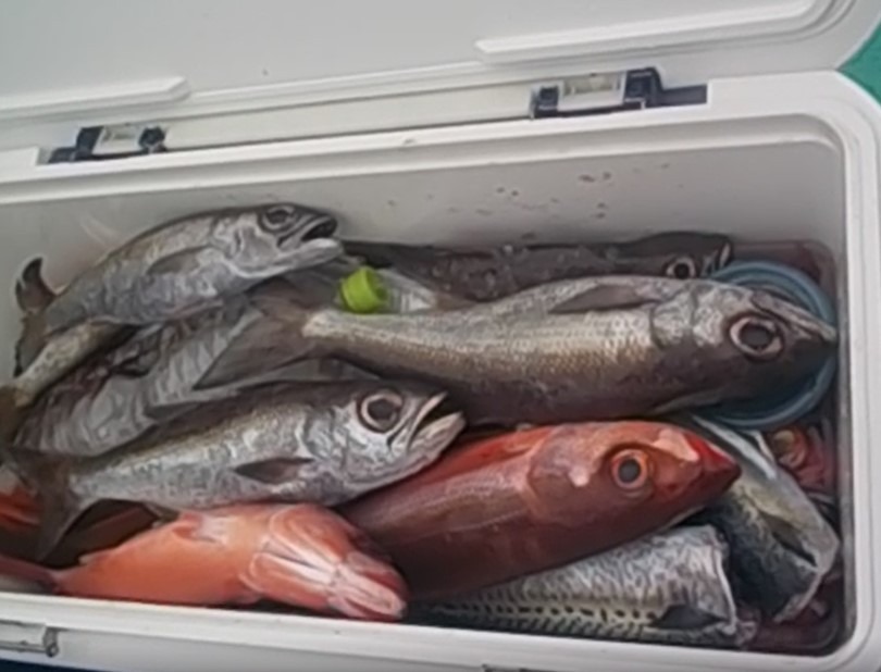 ムツ　根魚　クーラー満タン