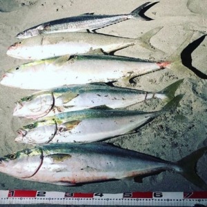 静岡サーフの釣果