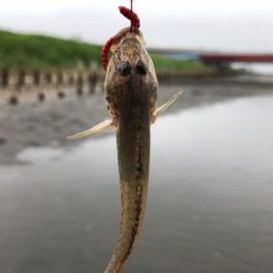 江戸川放水路ハゼ開幕!