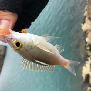 誰も釣れていない中の貴重な一匹