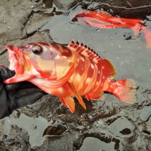 八丈島 地磯初釣りはアカハタまつりだー!ウキ釣りで良型入れ喰い!!