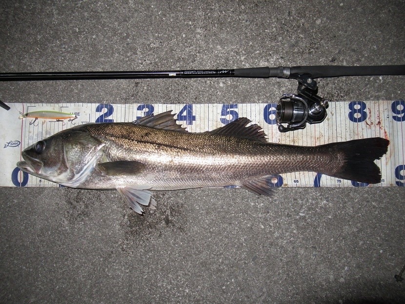 やっと筆おろし終了