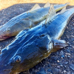 浜名湖のマゴチ
