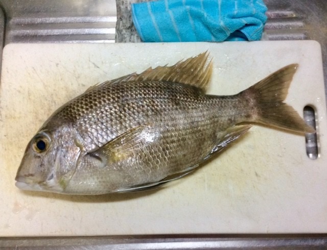 メイチダイですよね？