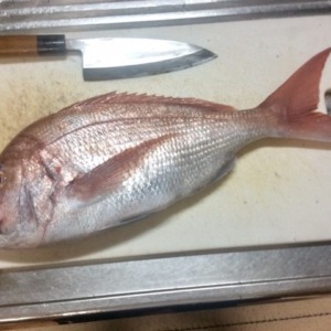 真鯛爆釣‼