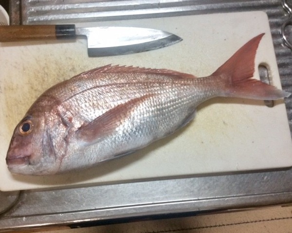 真鯛爆釣‼