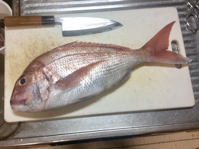 真鯛爆釣‼