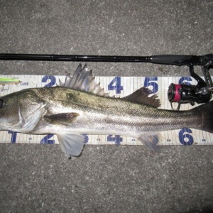 これが最後かな