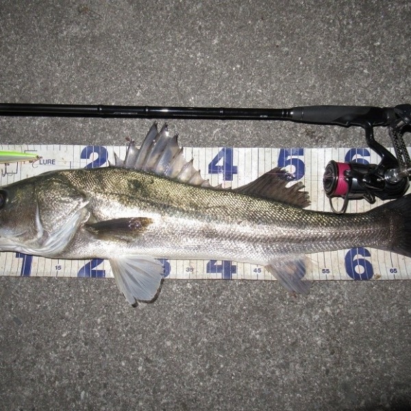 これが最後かな