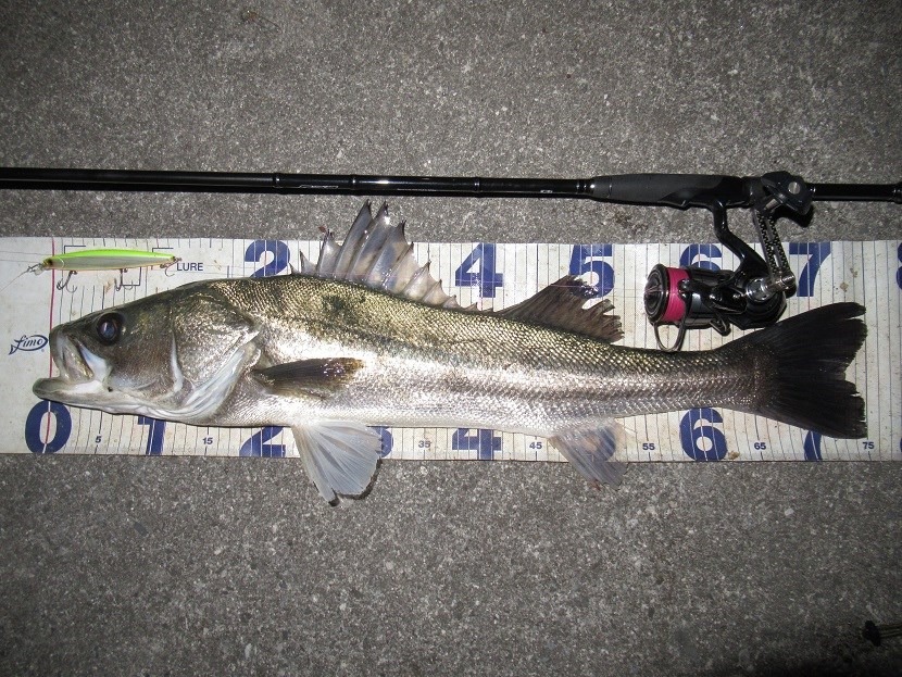 これが最後かな