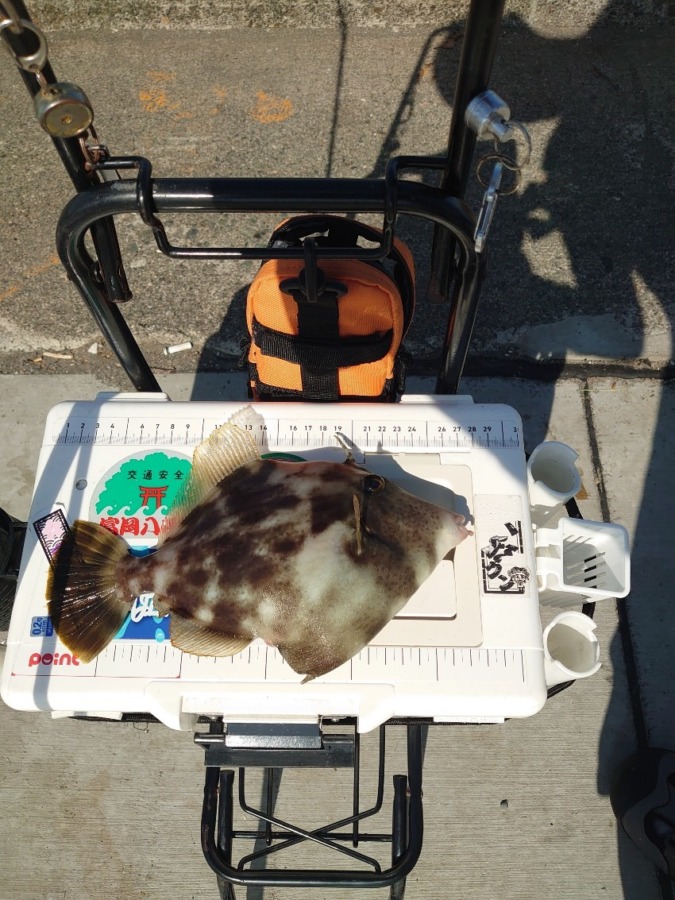 チョイ投げ