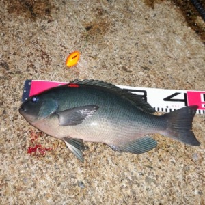 八丈島 夕まずめのフカセ釣りで良型メジナ!