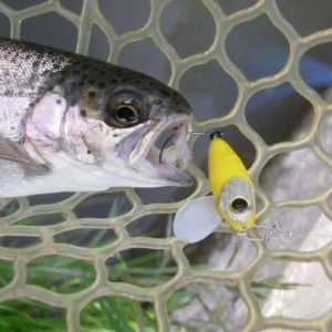 片品川国際鱒釣場さんに釣行 4時間で釣果66匹 ハンドメイドルアーも釣れました(´^ω^`)
