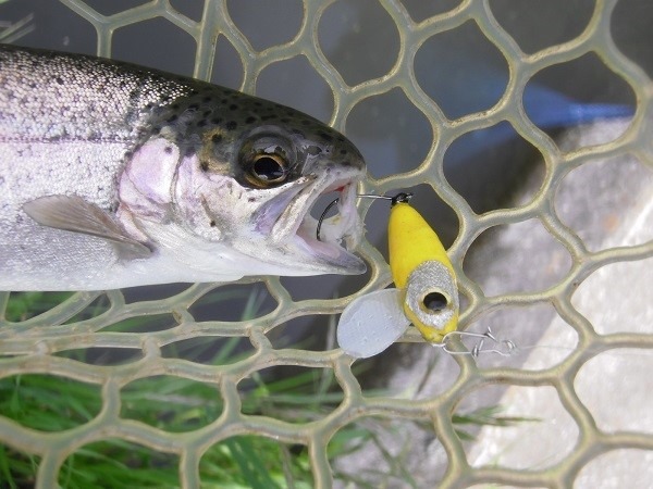 片品川国際鱒釣場さんに釣行　４時間で釣果６６匹　ハンドメイドルアーも釣れました(´^ω^｀)