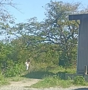本日はノーフィッシュ！