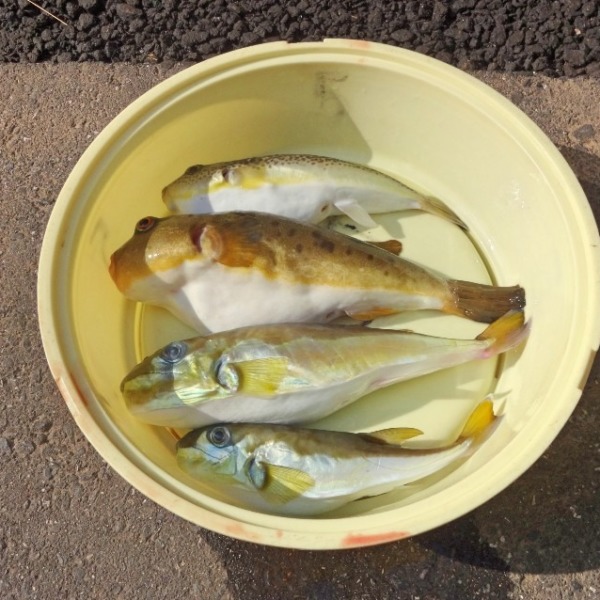 2019年水無月の湾フグ釣り（2019年6月1日）