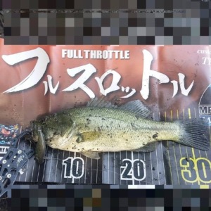 レベルバイブ釣れるやん。