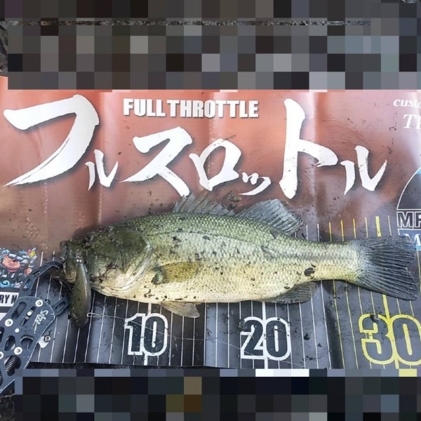 レベルバイブ釣れるやん。その2。