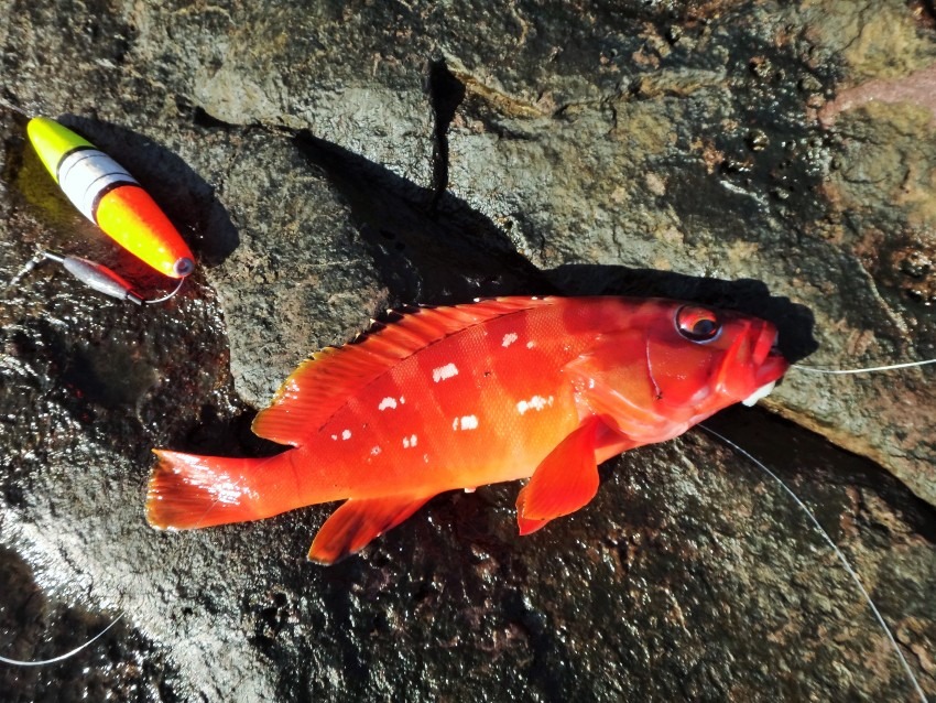 八丈島　お正月用に赤い魚を釣ってきました！