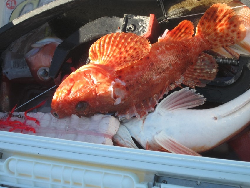 甘鯛、ホウボウ、花鯛、根魚五目